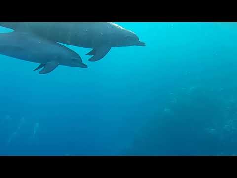 Egypt Ägypten- Delphine - Marsa Alam - Hotel Albatros Sea World - Hausriff - 05.11.2018 - 07.45 Uhr