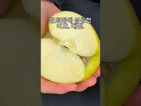 청송사과 반으로 가르는 영상