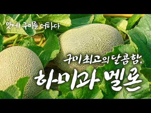단맛의 절정, 하미과 멜론이 전해주는 구미의 맛 | 밭에서 밥상으로