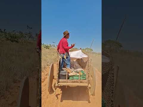 Mais uma viagem para Felixlândia, nos carros de boi. Tradição e fé descreve essa rota.