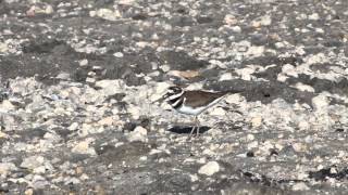 Killdeer
