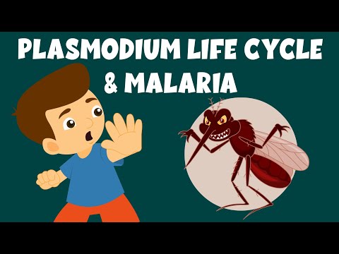 Life Cycle of Plasmodium | Malaria and the Life Cycle of Plasmodium | Video for Kids