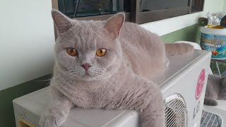 Download lagu British Shorthair Cat Breed | Good House Cats? mp3