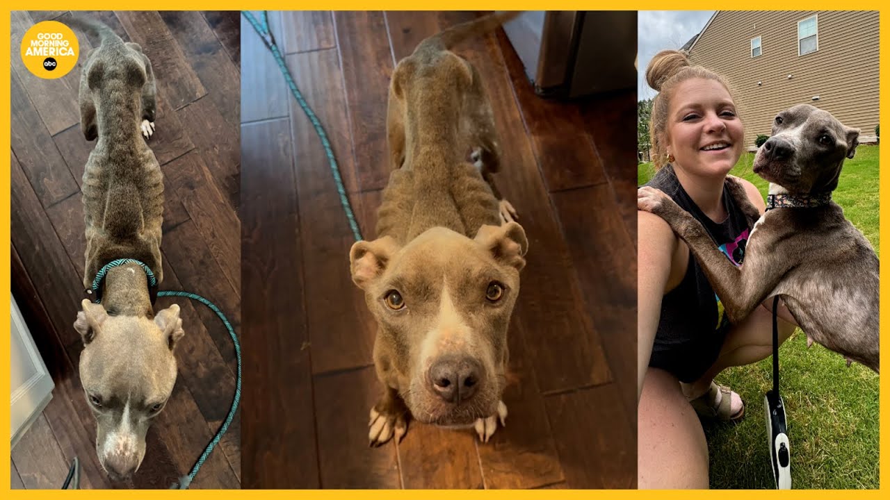 Emaciated dog rescued moments before being thrown off a bridge | GMA