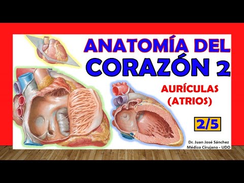 🥇 HEART Anatomy 2/5 - Atria, internal configuration