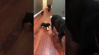 Rottweiler Puppies Videos