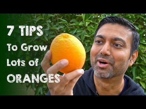 7 Tips to Grow Lots of Oranges | Daisy Creek Farms Video
