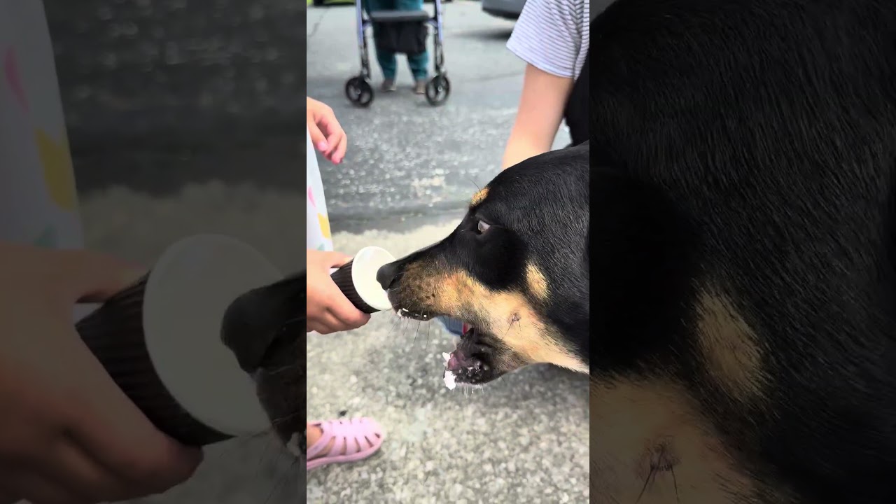 Matthew, a Adoptable mixed breed in Columbia Station, OH video 6/6