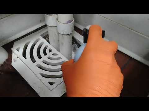 Treating the Fruit Flies in the Restaurant in Monmouth Beach,NJ