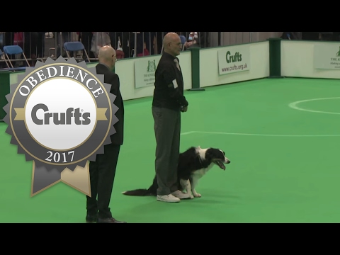 Obedience Championship - Dogs - Scent - Part 1 | Crufts 2017