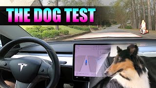 Tesla FSD v12.3.3 - THE DOG TEST