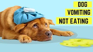 Dog Vomiting Water And Not Eating??🐶What You Need to Do