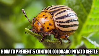 Colorado Potato Beetle - How to prevent and control it