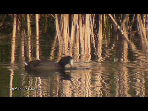Focha americana ( Fulica americana ) American Coot