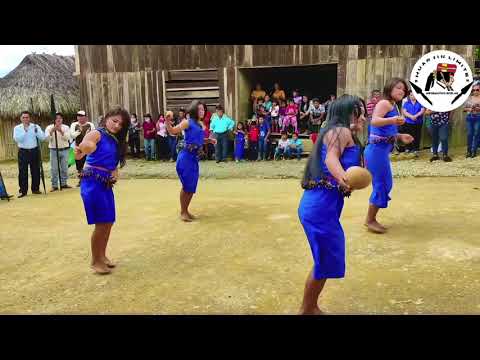 Danza Shuar - Maikiuants (Shushui-Armadillo) Video Oficial 2024