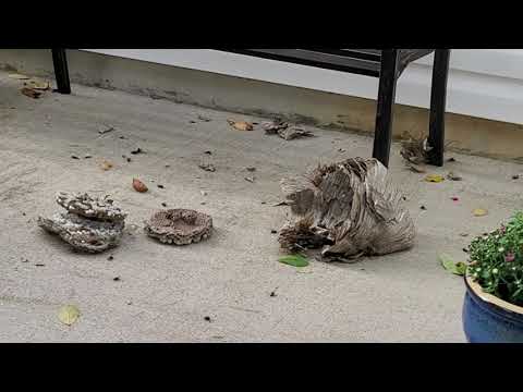 Cowleys Saved My Koi Fish