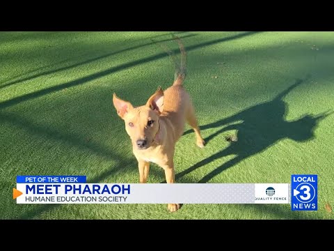 Pharaoh the dog up for adoption at the Humane Educational Society of Chattanooga