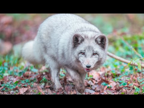 Live S2 #3 Rencontre avec les renards polaires