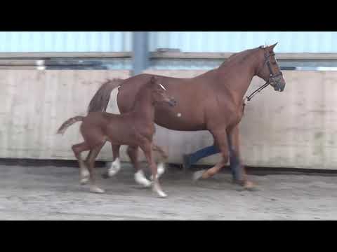 Hengstfohlen 2020 - Vitalis x Fabriano