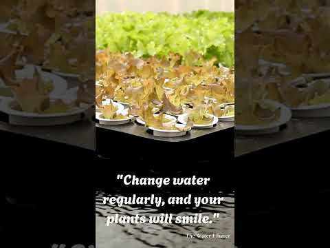 Hydroponics 34: Laugh Out Loud, Learn A Ton👍#hydroponics #hydroponicsystem #shorts #viralvideo