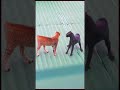 Black Cat Vs Orange Cat Fighting Cats Cats Fighting Funny