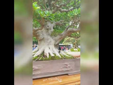 juara bonsai pamnas Situbondo 2022