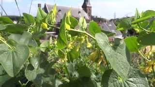 preview picture of video 'Birthwort (Aristolochia clematitis) - 2013-07-20'