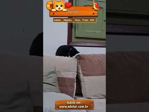 Vídeo de Tadinho