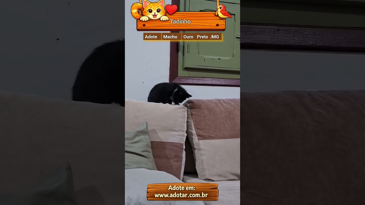 Gato raça SRD-ViraLata idade 2 a 6 meses nome Tadinho