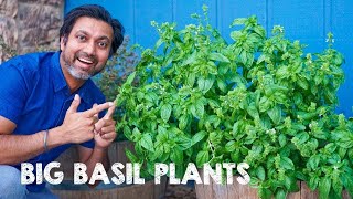 5 Tips to Grow Big Bushy Basil Plants