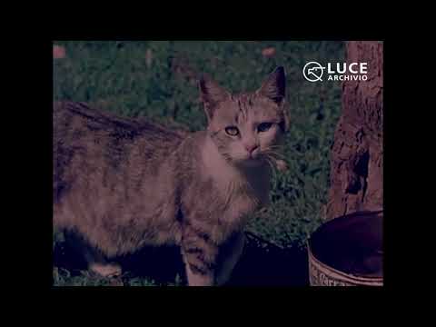 Confidenze di un gatto, 1953