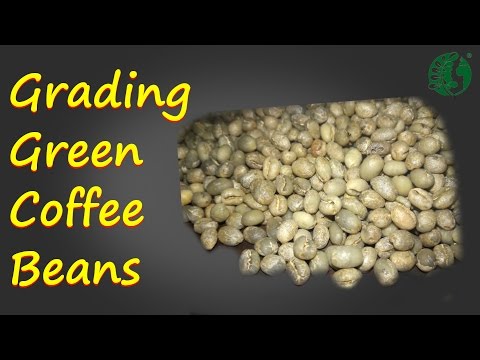 download lagu mp3 mp4 Green Coffee Bean Grades, download lagu Green Coffee Bean Grades gratis, unduh video klip Green Coffee Bean Grades