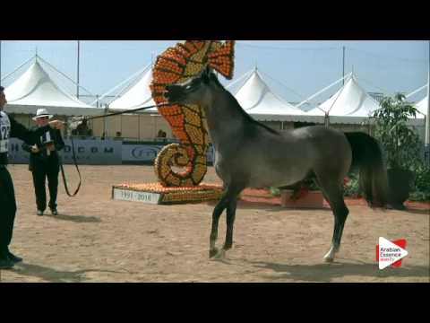 N.123 SUNDOWN KA - Menton 2016 - Colts 3 years old (Class 8)
