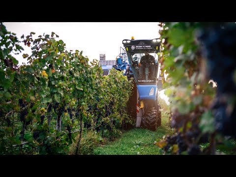 DIE ERNTEPROFIS / Traubenvollernter / Braud 8030 L New Holland