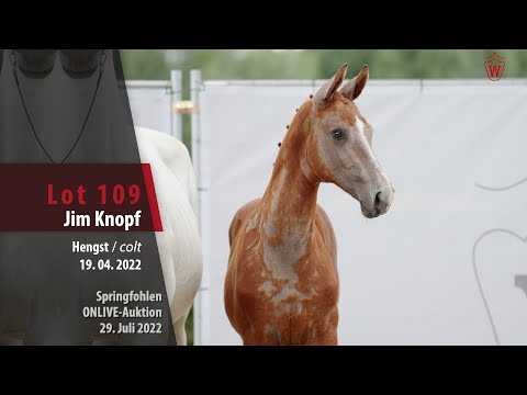 OnLive-Auktion Lot 109 Jim Knopf Hengst v. Jasper - Califax