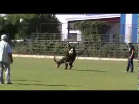 Helpers selection / WUSV UNIVERSAL SIEGER 2014 video č.1