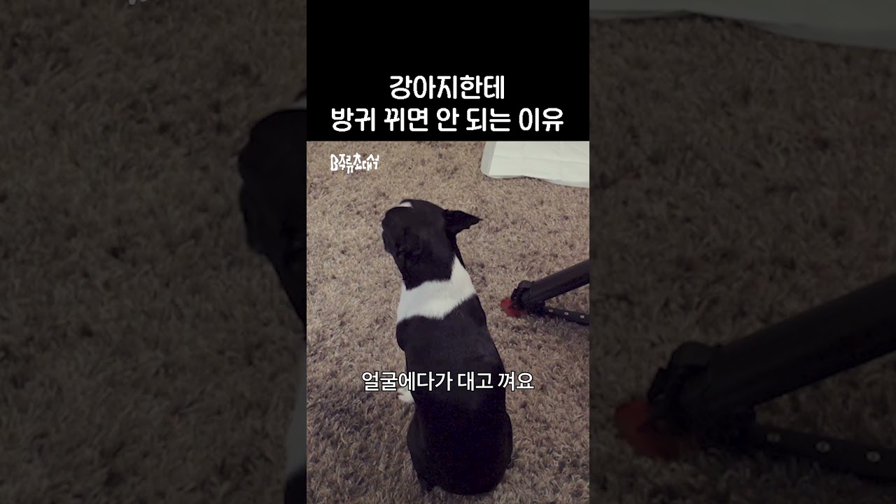 반려동물을 위해 방귀는 적당히!