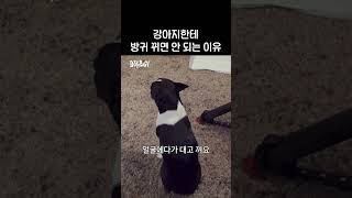 반려동물을 위해 방귀는 적당히!
