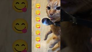 2026/4/28_59 貪吃SV #橘ひなの #橘貓 #橘猫 #貓咪日常 #cat #cute