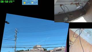 【ツバメさんSwallow】20230727-28黒ゴマ団子(´・ω・｀)巣立ち3羽とうとう戻って来なかったでございます(´;ω;｀)Wild birds