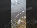 Video Thumbnail for Fishing With A Jerkbait.