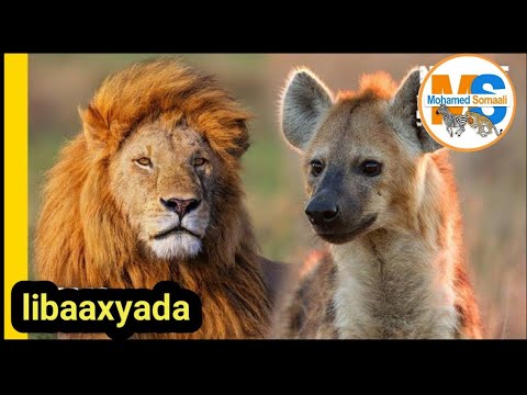 Dagaal libaaxa iyo dhurwaaga | duurjoog | xayawaano | full Episode