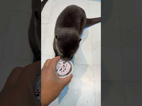 納豆の匂いは苦手らしい😂😂 Apparently She Can’t Stand the Smell of Natto😂😂 #shorts