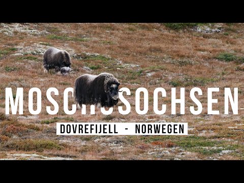 Moschusochsen fotografieren im DOVREFJELL!