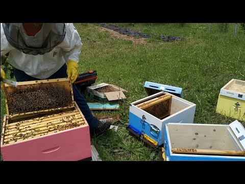 easy way to make nucleus colonies | NO queen rearing | NO transportation!@honeylab_gr