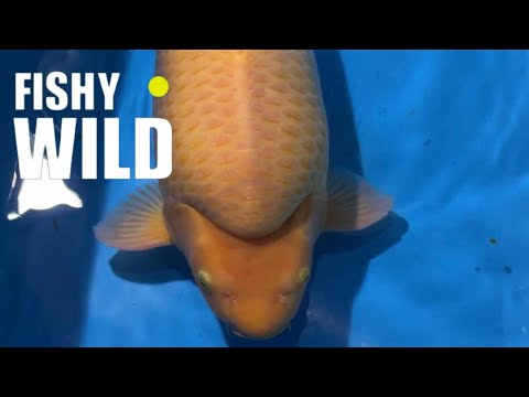 The Karashi Koi Biggest Variety