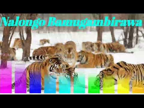 Nalongo Bamugambirawa - Seguya Kayibanda Lubale song
