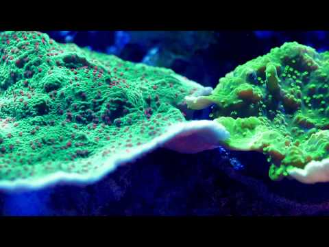 Обзор светильника   AP700 Обзор светильника   AP700