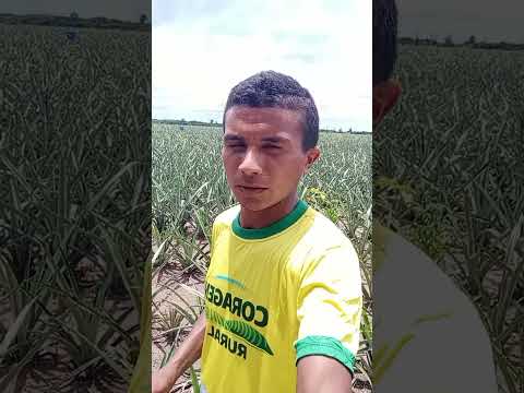 São Domingos do Maranhão capital do abacaxi