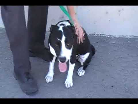 Mikey, an adopted Pit Bull Terrier Mix in Eagle, ID_image-1